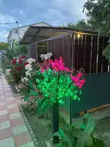 Сокол - 12