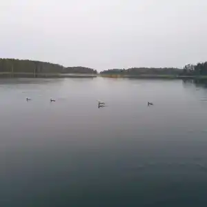 Бунчук - 84