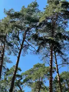 Сосновый Бор - 8