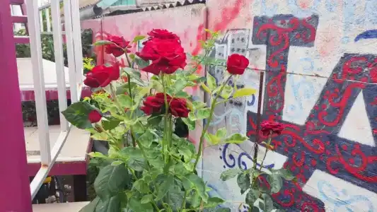 Эльбрус - 25