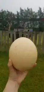 Львиный страус - 11