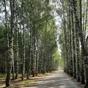Стрижели - 2