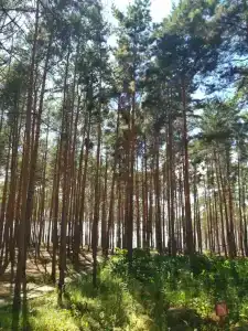 Разгуляево - 16