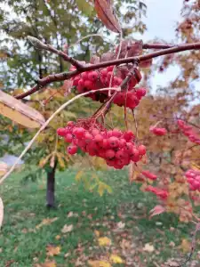 Светлана - 36