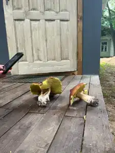 Березовка - 99