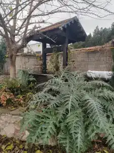 Альбатрос