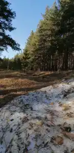 Домик в лесу - 39