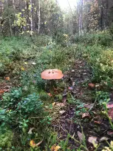 Сегежа Парк - 24