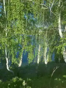 Старица - 14