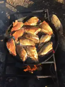 Фаворит - 50