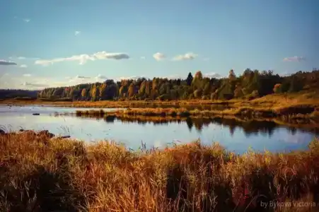 Маркомусы - 38