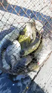 Веселый Маныч - 91