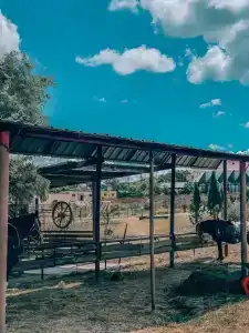 Страусиная ферма Экзотик - 13