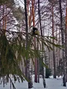 Меркурий - 7