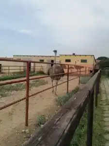 Страусиная ферма Экзотик - 86