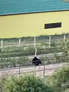 Страусиная ферма Экзотик - 55