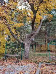 Кусторка - 16