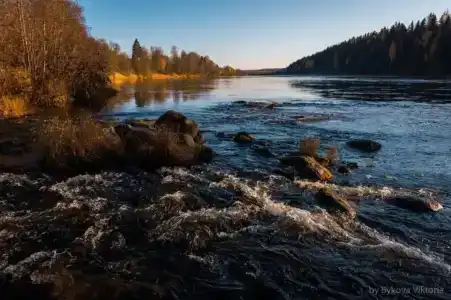 Маркомусы - 59
