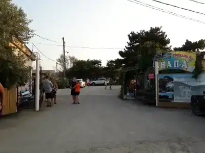 Гвоздика - 1