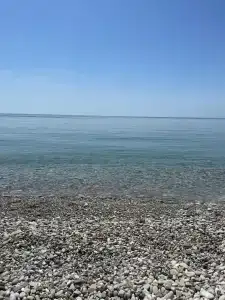 Розмарин - 28