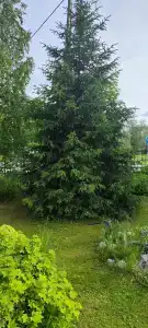 Белые ночи - 27