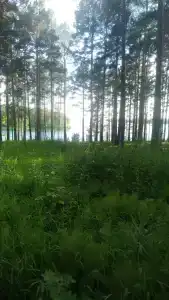 Цска - 19