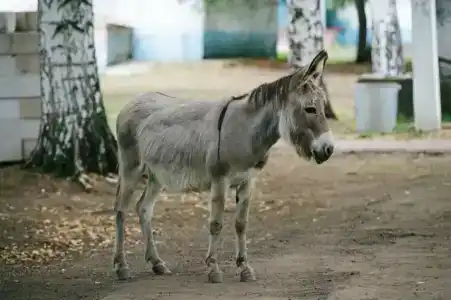 Ёлочки - 1