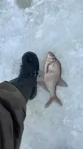 Выродово-Клуб - 14