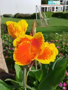 Bellagio Beach Resort & Spa - 52