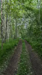 Лунный свет - 71