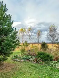 Медвежье урочище - 99