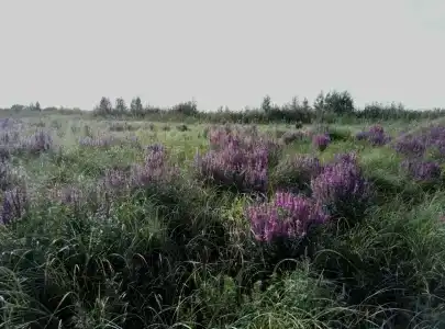 Большая Медведица - 28