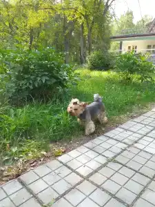 Лесное озеро - 17