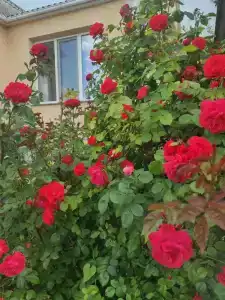 Райский Берег - 4