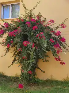 Malama Beach Holiday Village - 16