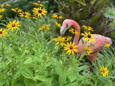 Фламинго - 16