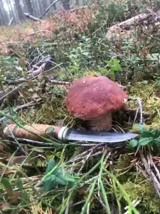 Сегежа Парк - 71