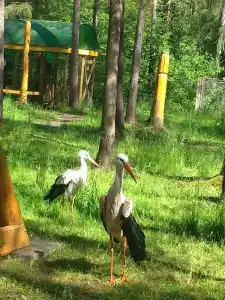 Высоковское - 29