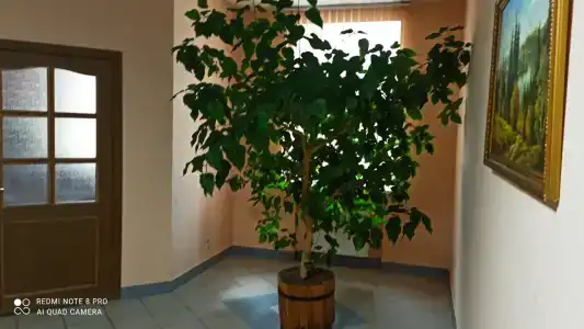 Родина - 19