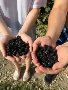 Пшадский Хуторок - 26