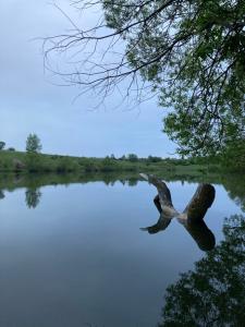 Kinglet - 24