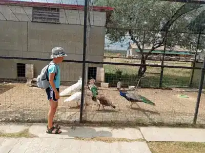 Страусиная ферма Экзотик - 29