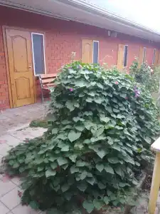 Дом на Крымской, 20 - 8