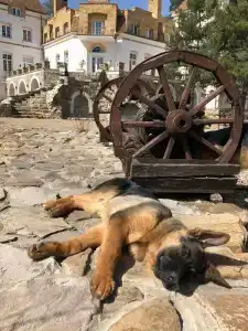 Усадьба Мещерская - 69