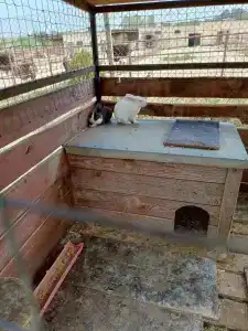 Страусиная ферма Экзотик - 61