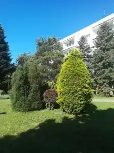 Бетта - 35