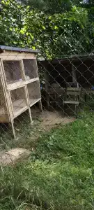 Лесная поляна - 29