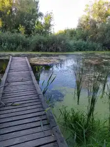Богородское - 15