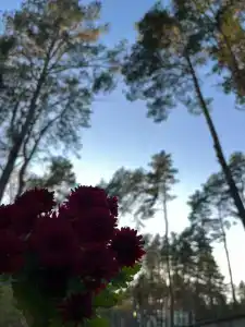 Синезерки - 14
