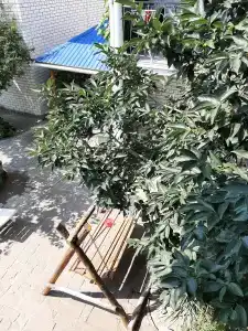 Михалыч - 26